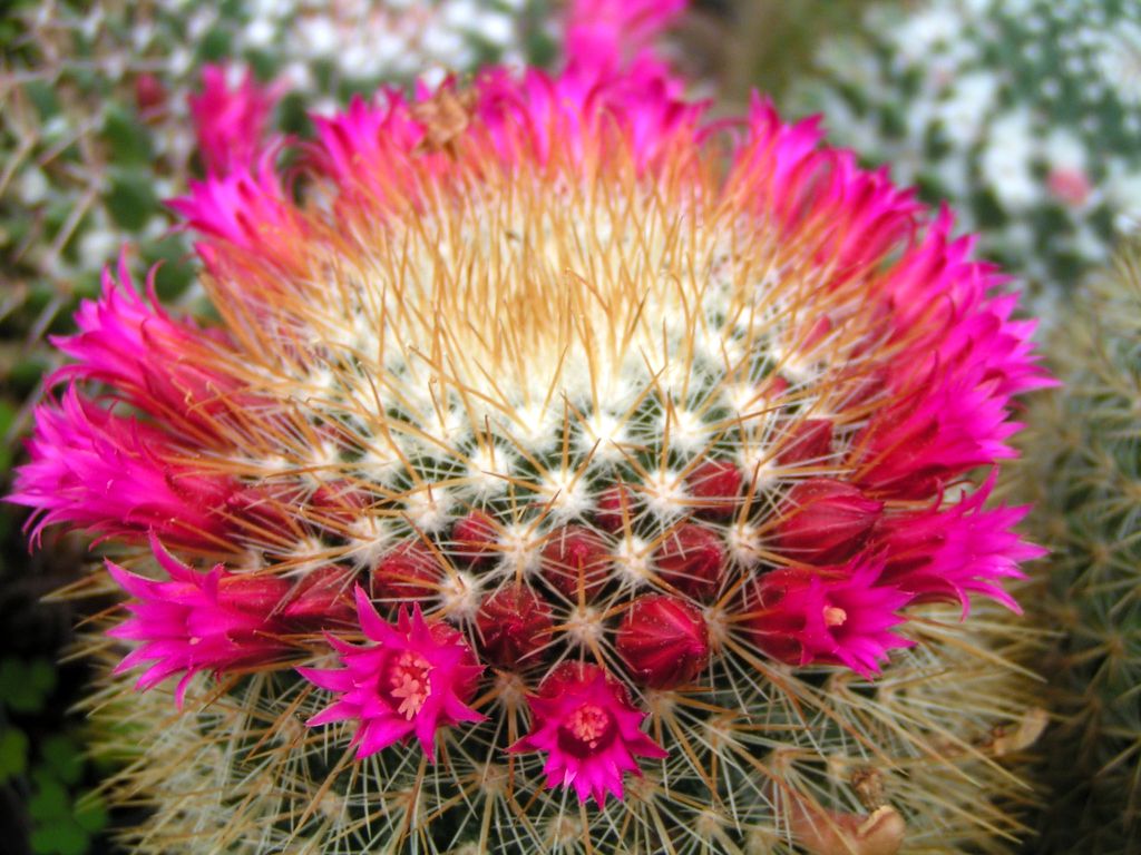 Mammillaria bella